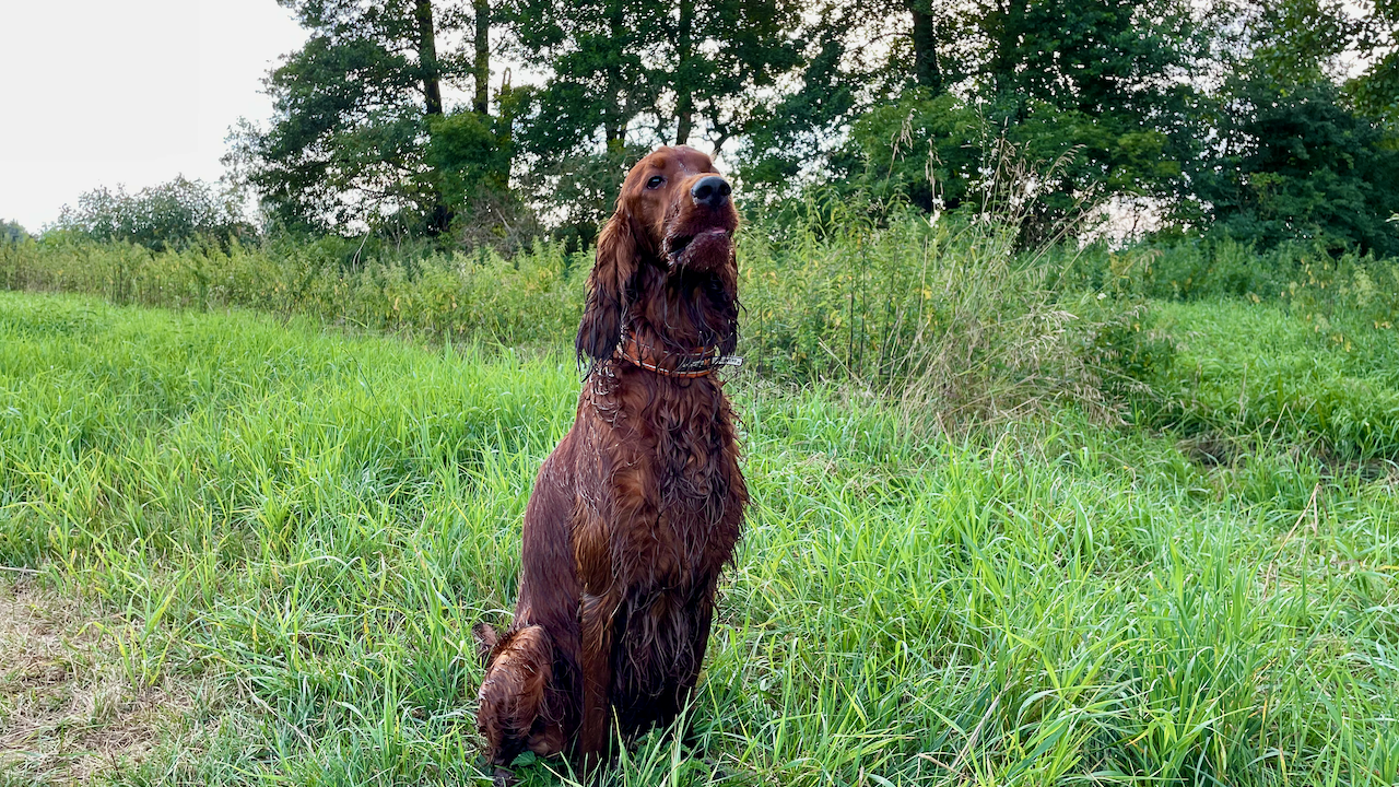 proud dog hauru